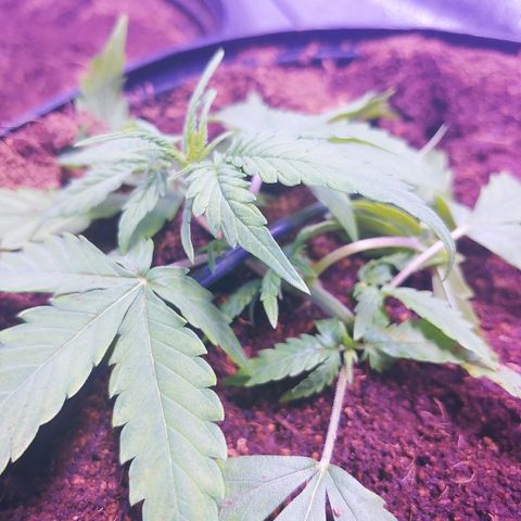 Northern light growlog photo: Lst