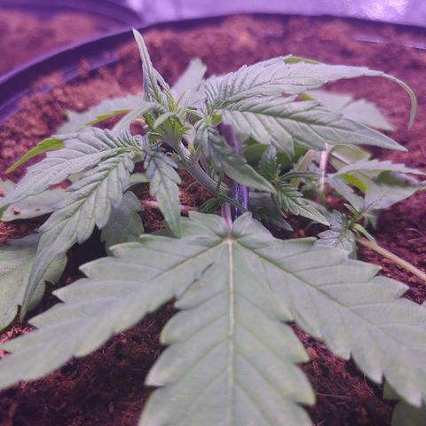 Northern light growlog photo: Lst
