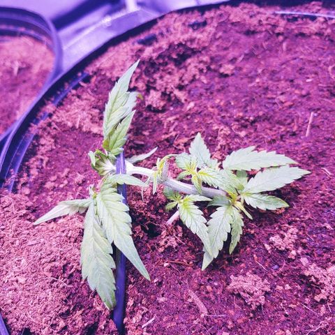 Northern light growlog photo: Training +trim.
