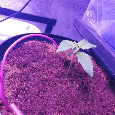 Northern light growlog photo: Training +trim.