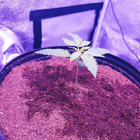 Northern light growlog photo: Training +trim.