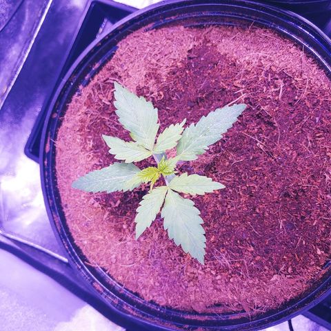Northern light growlog photo: 22:50