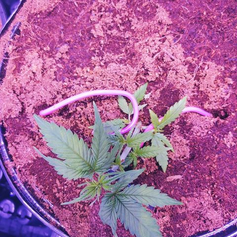 Northern light growlog photo: 22:50