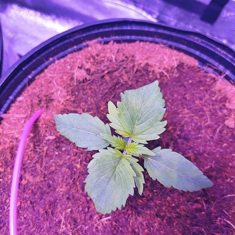 Northern light growlog photo: 22:50