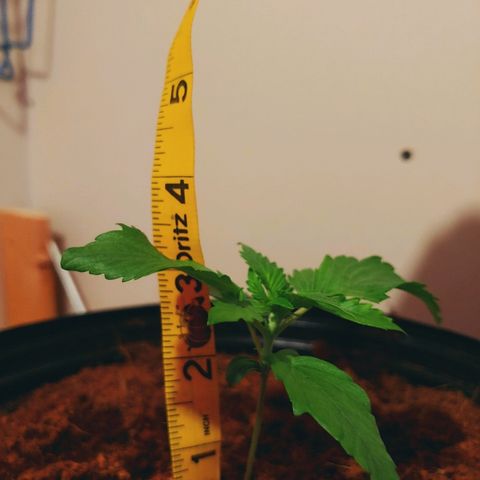 Northern light growlog photo: 21:00
