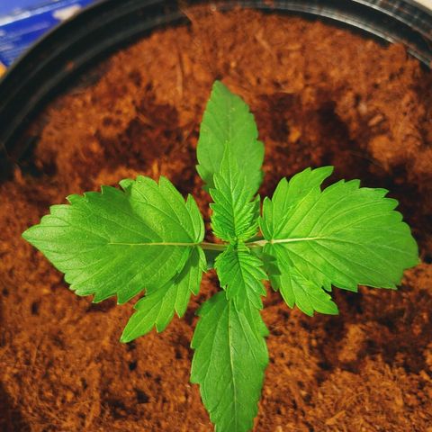 Northern light growlog photo: 21:00