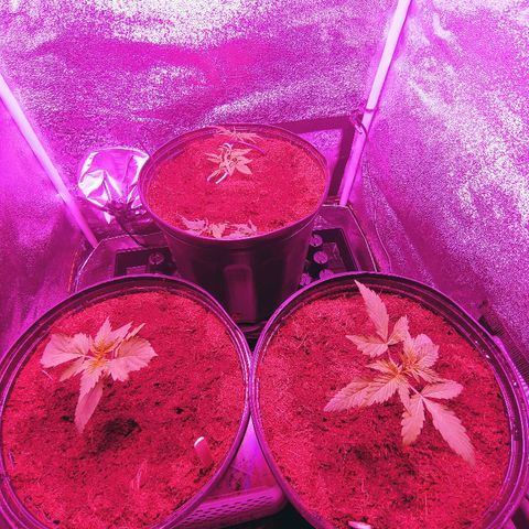 Northern light growlog photo: Nouveau set up