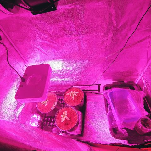 Northern light growlog photo: Nouveau set up
