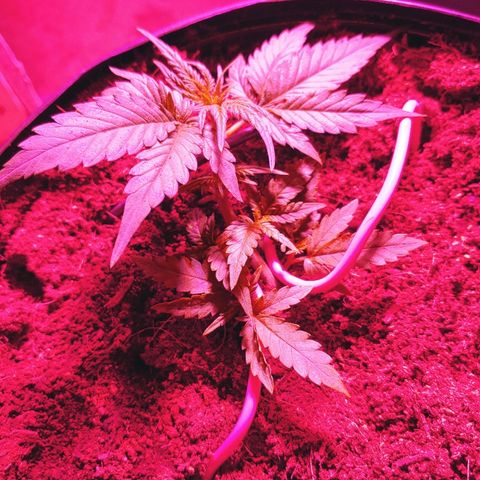 Critical #2 growlog photo: Avant/training et trim