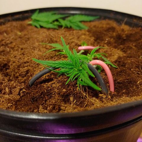 Critical #2 growlog photo: Avant/training et trim
