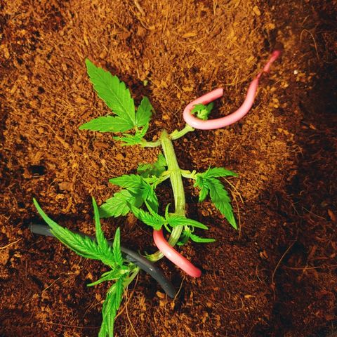 Critical #2 growlog photo: Avant/training et trim