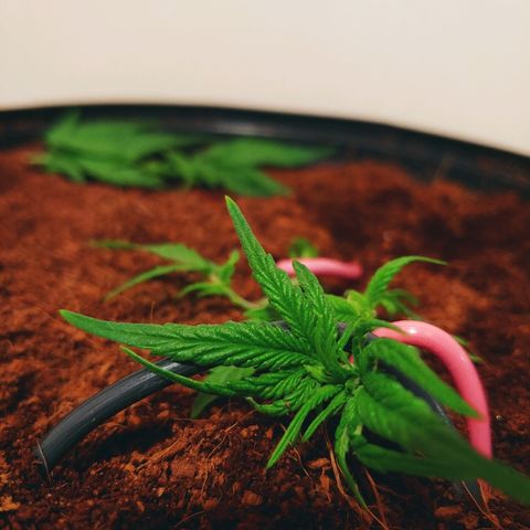 Critical #2 growlog photo: Avant/training et trim