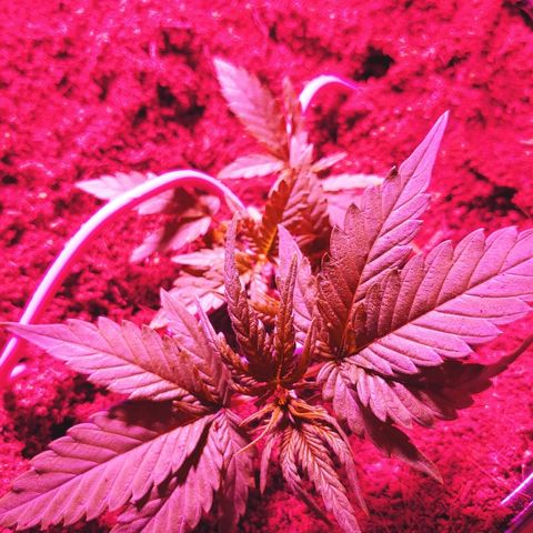 Critical #2 growlog photo: Avant/training et trim