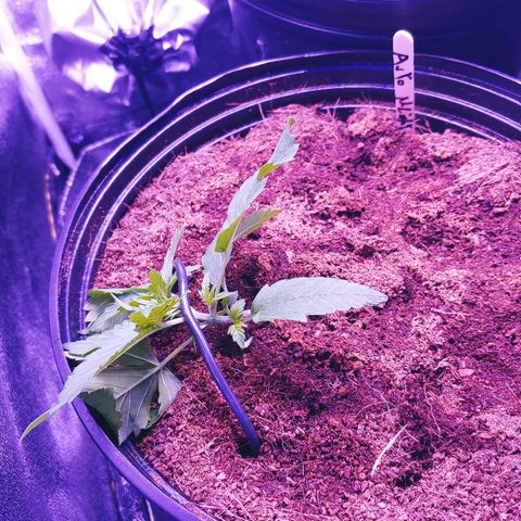 Northern light growlog photo: Lst pour tous!