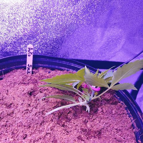 Northern light growlog photo: Lst pour tous!