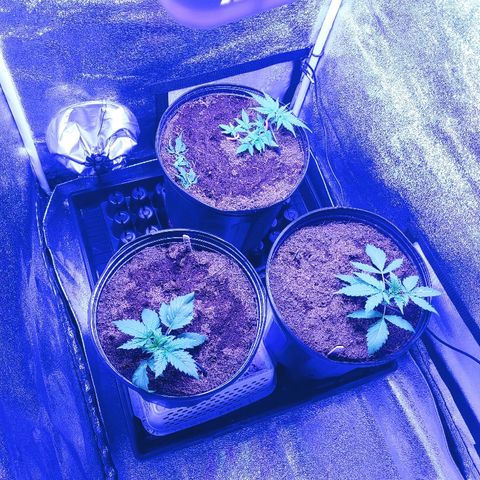 Northern light growlog photo: Lst pour tous!