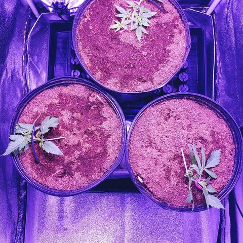 Northern light growlog photo: Lst pour tous!