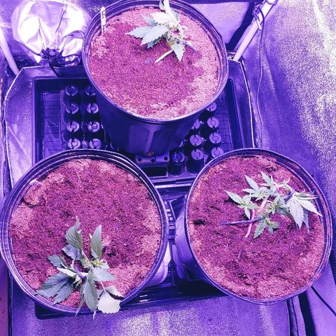 Northern light growlog photo: 19;00
