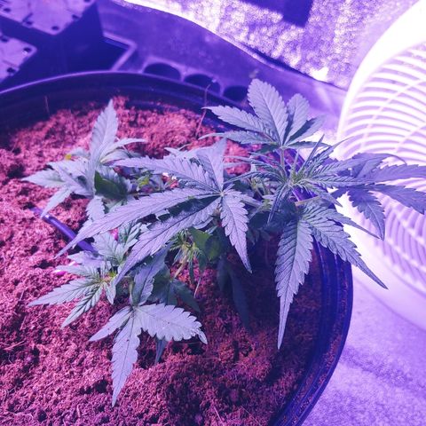 Critical #2 growlog photo: Mini poil