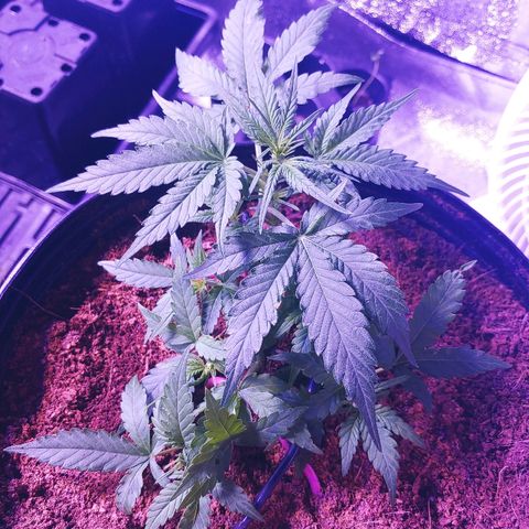 Critical #2 growlog photo: Mini poil