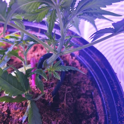 Critical #2 growlog photo: Mini poil