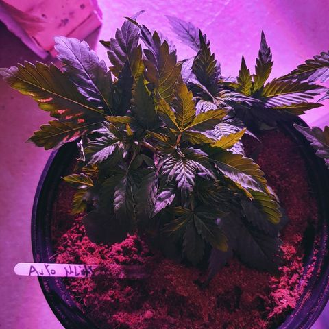 Northern light growlog photo: Ça va bien...le jack boit plus que les autres
