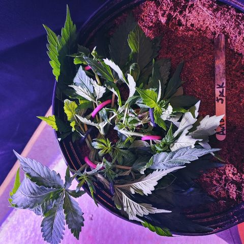 Northern light growlog photo: Ça va bien...le jack boit plus que les autres