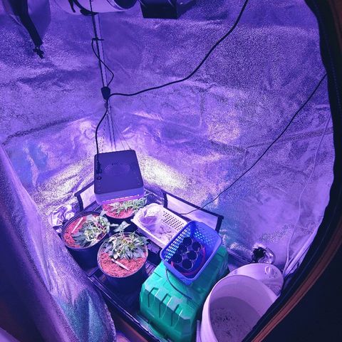 Northern light growlog photo: Ça va bien...le jack boit plus que les autres
