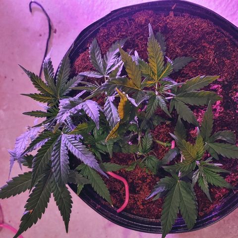 Northern light growlog photo: Ça va bien...le jack boit plus que les autres