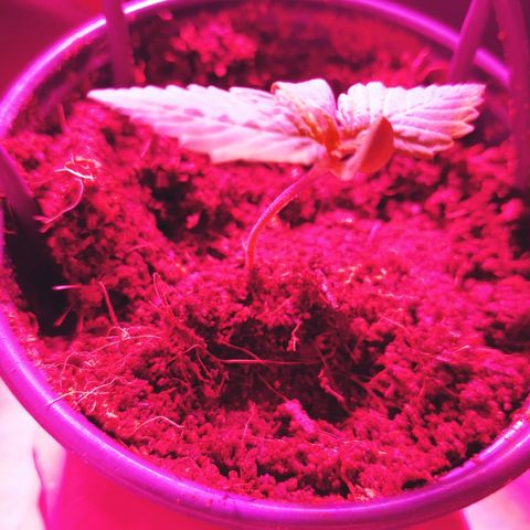 Northern light growlog photo: Ça va bien...le jack boit plus que les autres