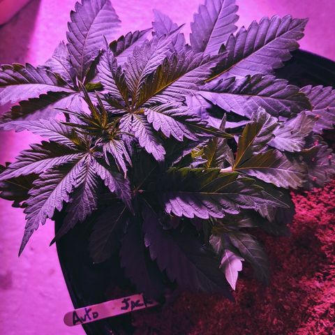 Northern light growlog photo: Ça va bien...le jack boit plus que les autres