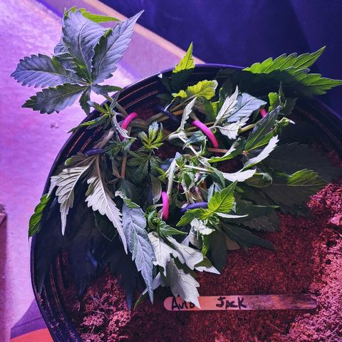 Northern light growlog photo: Ça va bien...le jack boit plus que les autres