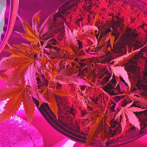 Northern light growlog photo: Ça va bien...le jack boit plus que les autres