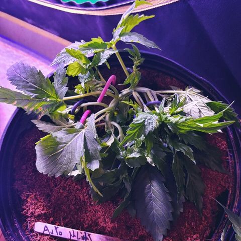 Northern light growlog photo: Ça va bien...le jack boit plus que les autres