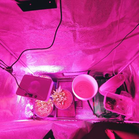 Northern light growlog photo: 22:40