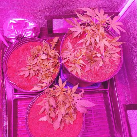 Northern light growlog photo: 22:40