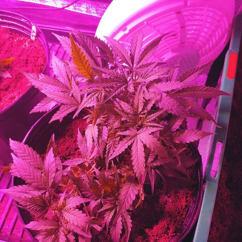 Northern light growlog photo: 19:00