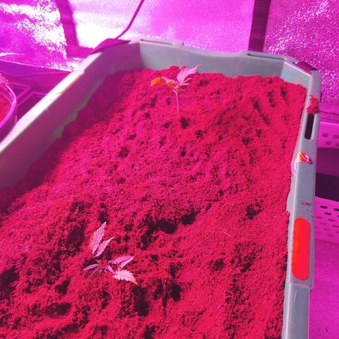 Northern light growlog photo: 19:00