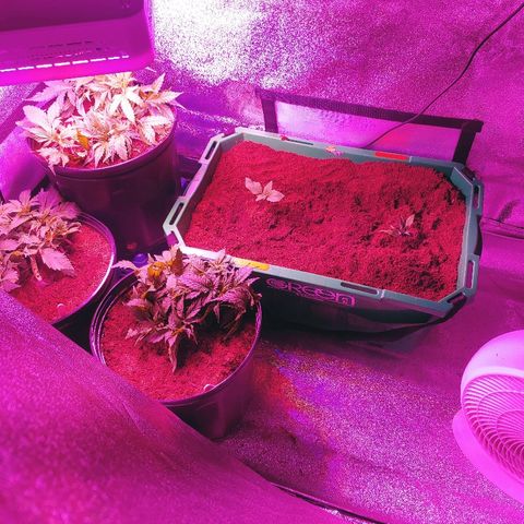 Northern light growlog photo: 19:00