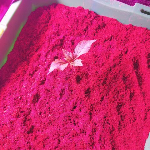 Northern light growlog photo: 19:00