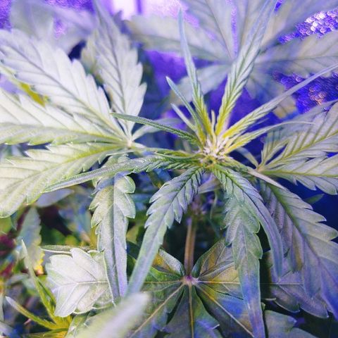 Critical #2 growlog timeline photo