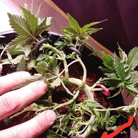 Northern light growlog photo: Retrained