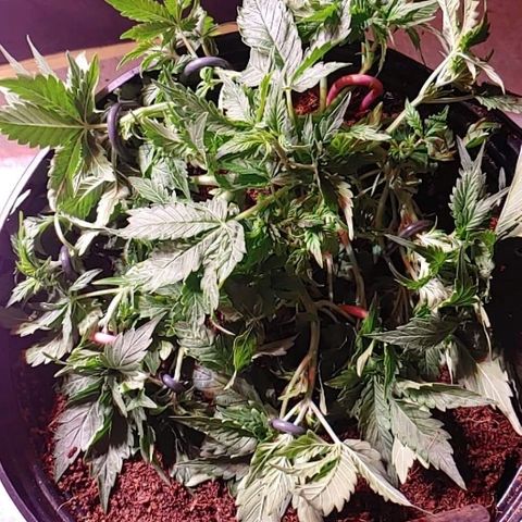 Northern light growlog photo: Retrained