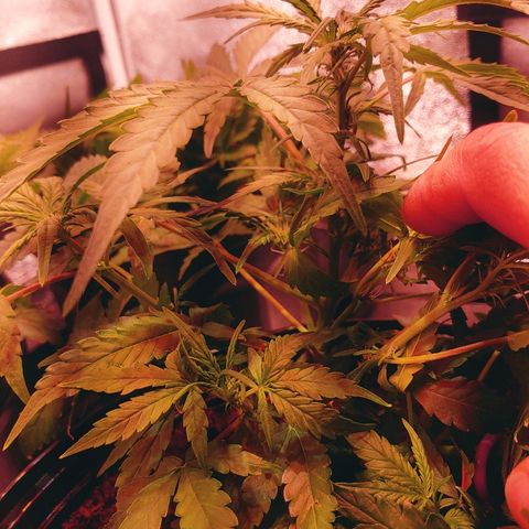 Critical #2 growlog timeline photo