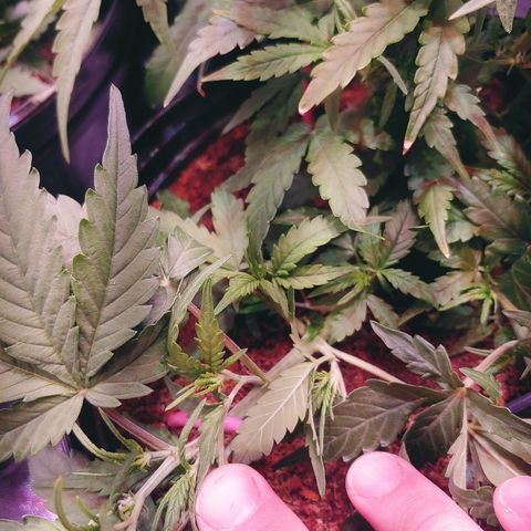 Critical #2 growlog timeline photo