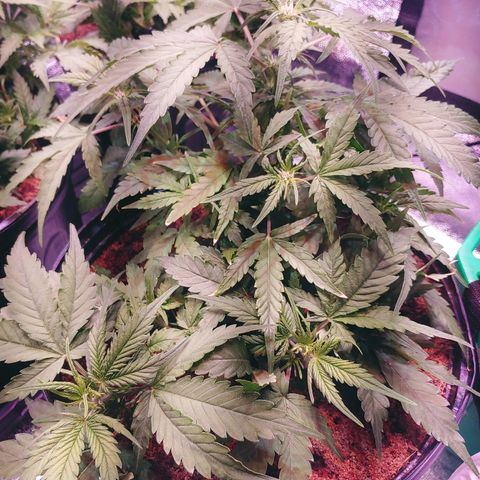 Critical #2 growlog timeline photo