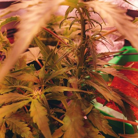 Northern light growlog timeline photo