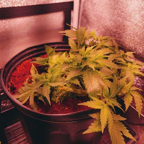 Northern light growlog timeline photo