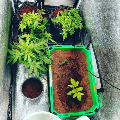 Northern light growlog timeline photo