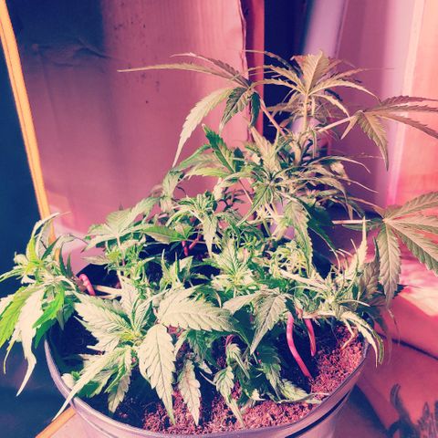 Northern light growlog timeline photo